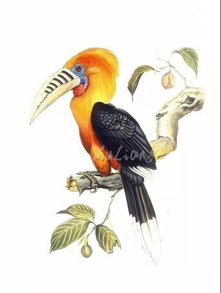 《棕颈犀鸟》 /徐亮绘