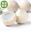 【泰国椰皇】又名奶椰，醇香奶味，100％纯天然，低糖低卡路里，清润补水，富含维生素矿物质，味道超赞,送吸管 商品缩略图1