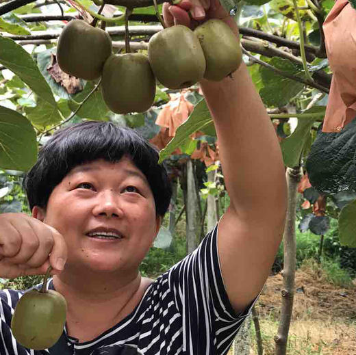 【团购特惠】蒲江红心猕猴桃，您的营养小金库，绿色健康，当季现摘，放到有点软吃，超级美味 商品图3