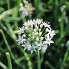 密云新鲜韭菜花500g 现摘嫩韭花天然花骨朵 可做韭菜花酱时令蔬菜 商品缩略图1