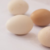 草鸡蛋（10个装）【预售】 商品缩略图0