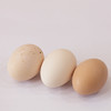 草鸡蛋（10个装）【预售】 商品缩略图2
