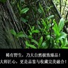 安化黑茶 白沙溪手筑原叶金花茯茶 限量丝路印象野生茯砖茶2斤装 商品缩略图6