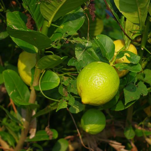 有机香水柠檬 | 绿家自产 * Organic Perfume lemon | Self-production 商品图5