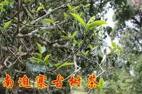 2024年春南迫古树茶纯料私人高端定制1500元/公斤