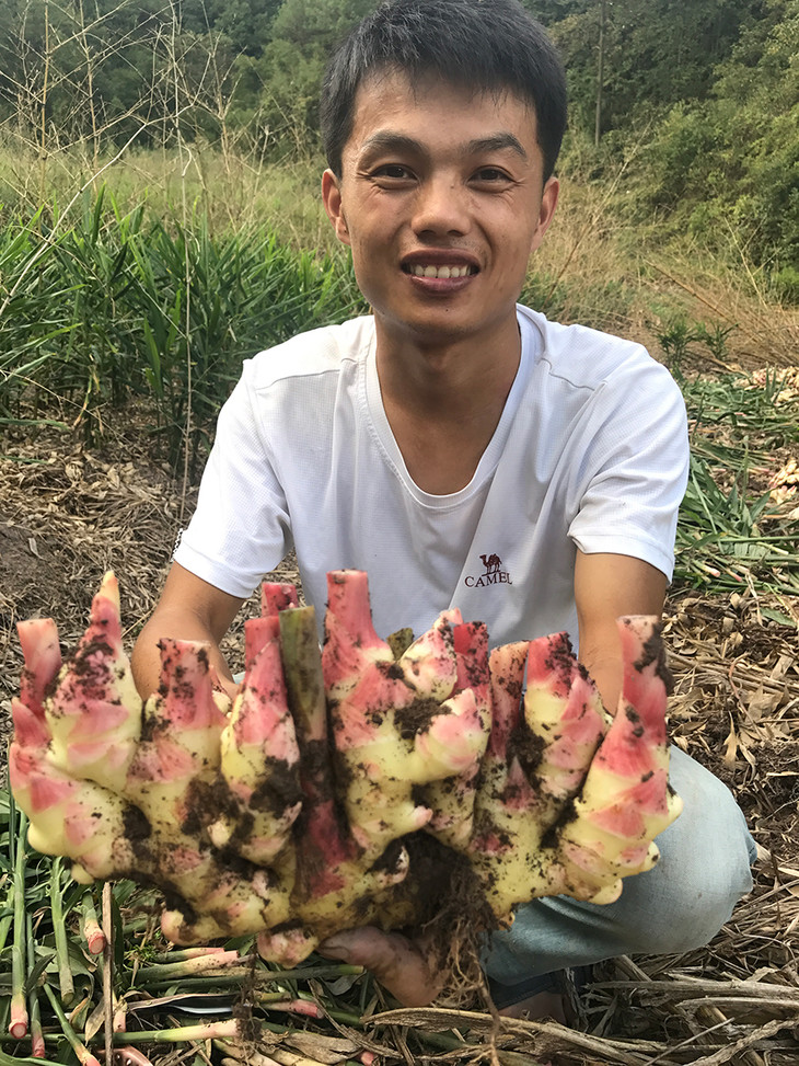 限量500份国家农产品地理标志永康特有五指姜新鲜开挖啦