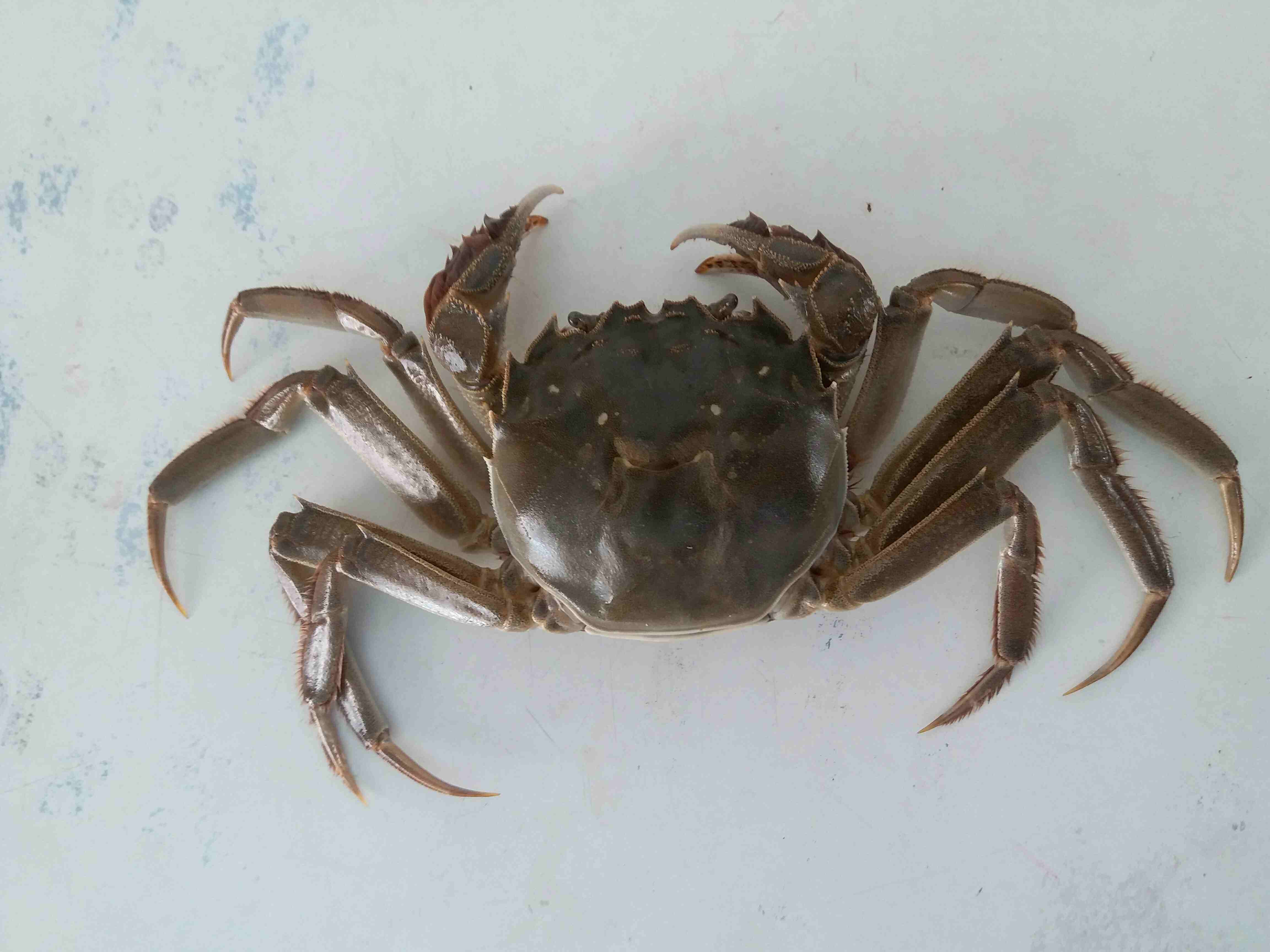 盘锦蟹田河蟹 中秋佳品 诚招分销商 产地发货