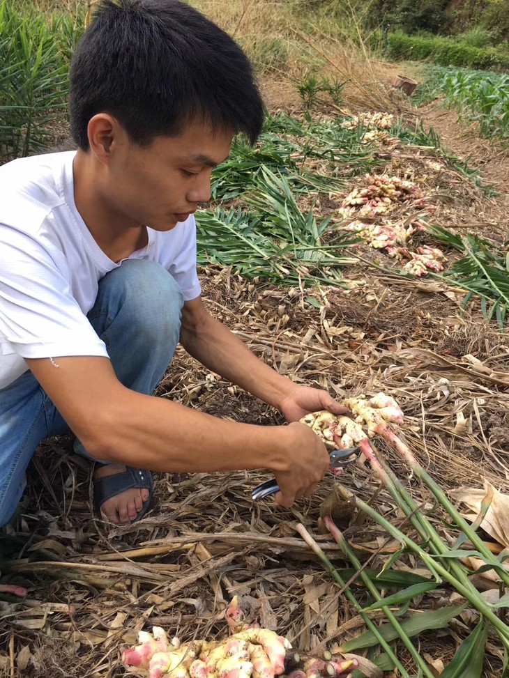 限量500份国家农产品地理标志永康特有五指姜新鲜开挖啦