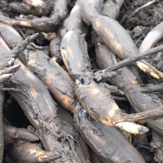 湖北洪湖 现挖新鲜青泥巴褒汤莲藕粉糯5斤包邮 商品图2