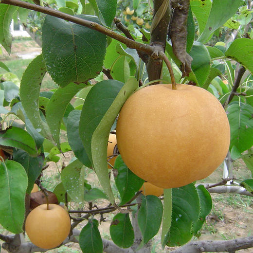 生态香水梨 酵素滴灌 丰水梨 脆甜多汁450g 商品图1