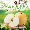 生态香水梨 酵素滴灌 丰水梨 脆甜多汁450g 商品缩略图3