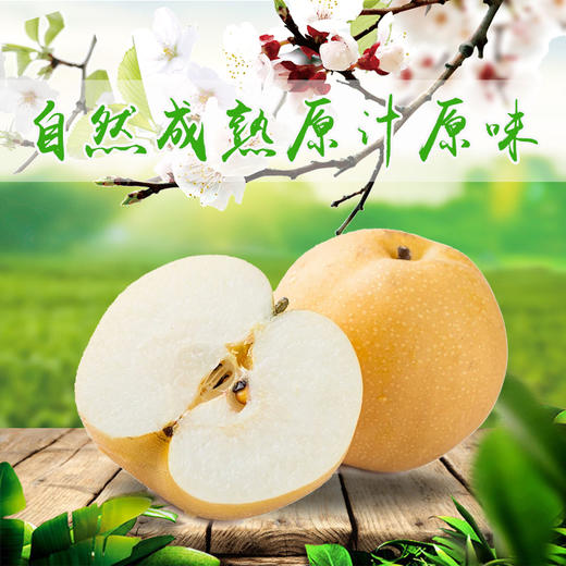 生态香水梨 酵素滴灌 丰水梨 脆甜多汁450g 商品图3