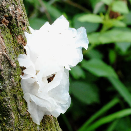 四川通江青冈木银耳中小朵100克 商品图2