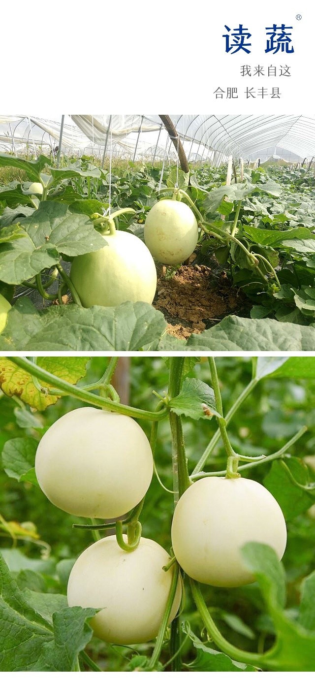 雪域天使玉菇甜瓜657斤两个装