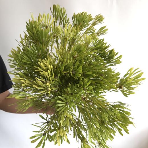 南非进口小叶绿木百合leucadendronplattyspermum