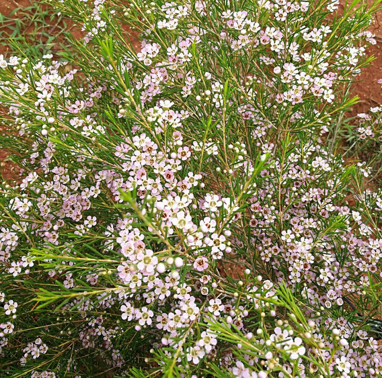 ＃杨月季＃蜡花——混装！ 20扎/件