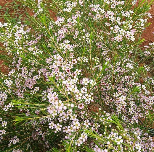 ＃杨月季＃蜡花——混装！ 20扎/件 商品图0