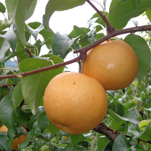 生态香水梨 酵素滴灌 丰水梨 脆甜多汁450g 商品图2