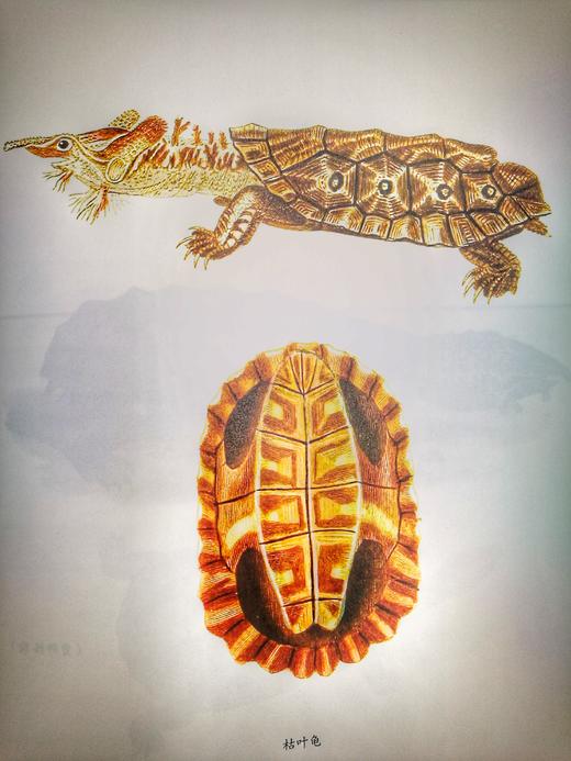 《鳞甲有灵——西方经典手绘爬行动物》 商品图8