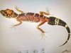 《鳞甲有灵——西方经典手绘爬行动物》 商品缩略图5