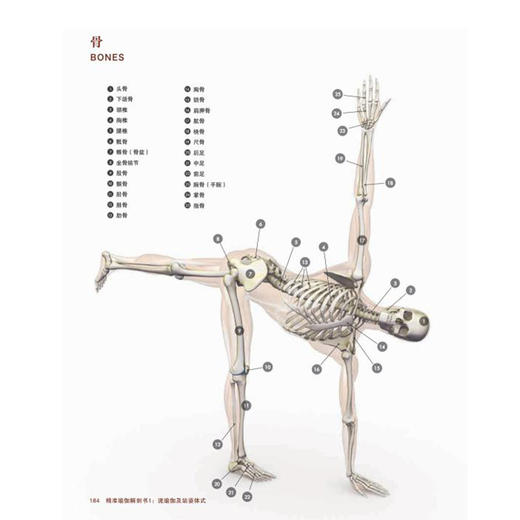 精zhun瑜伽解剖书1：流瑜伽及站姿体式 商品图3