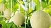 静冈温室网纹蜜瓜🍈 ——完全熟软后，一口蜜瓜汁溢满口腔，浓浓的蜜瓜香气沁人心脾！，全是汁水甜入心[害羞]一瓜一藤的专注 商品缩略图11