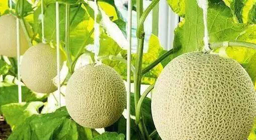 静冈温室网纹蜜瓜🍈 ——完全熟软后，一口蜜瓜汁溢满口腔，浓浓的蜜瓜香气沁人心脾！，全是汁水甜入心[害羞]一瓜一藤的专注 商品图11