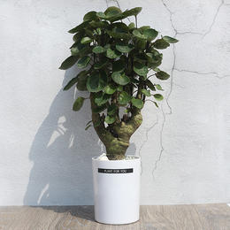 绿居榆树盆栽盆景植物苔玉室内绿植办公室新居中式茶室苔藓球树桩 绿植优居 绿居榆树盆栽盆景植物苔玉室内绿植办公室新居中式茶室苔藓球树桩 绿植优居