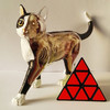 4D MASTER 猫拼装玩具 动物模型 半透视可拆卸模型 手办 商品缩略图4