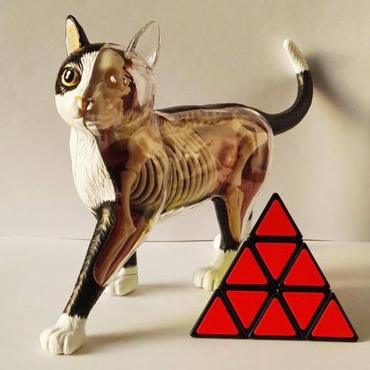 4D MASTER 猫拼装玩具 动物模型 半透视可拆卸模型 手办 商品图4