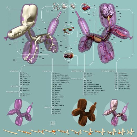 Jason Freeny 气球狗 全透视解剖骨骼内脏 可拆卸 公仔手办 商品图9