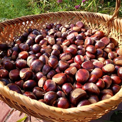 密云古北口小油栗子非农场自产