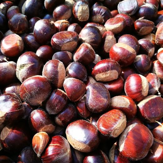 密云古北口小油栗子非农场自产