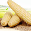 有机甜糯玉米 速冻非转基因（3.5kg左右） 商品缩略图0