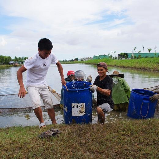 生态鲤鲫鱼 | 绿家自产* Eco-crucian | Self-production 商品图2