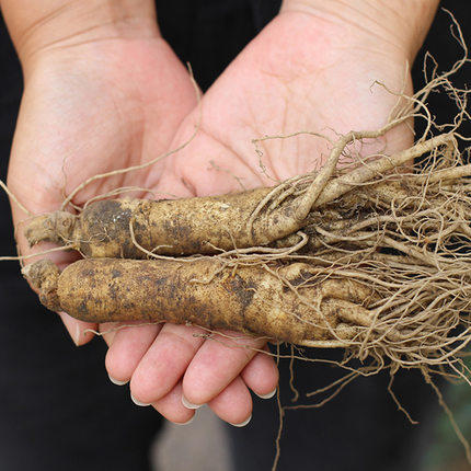 中秋特惠长白山新鲜人参250克58支