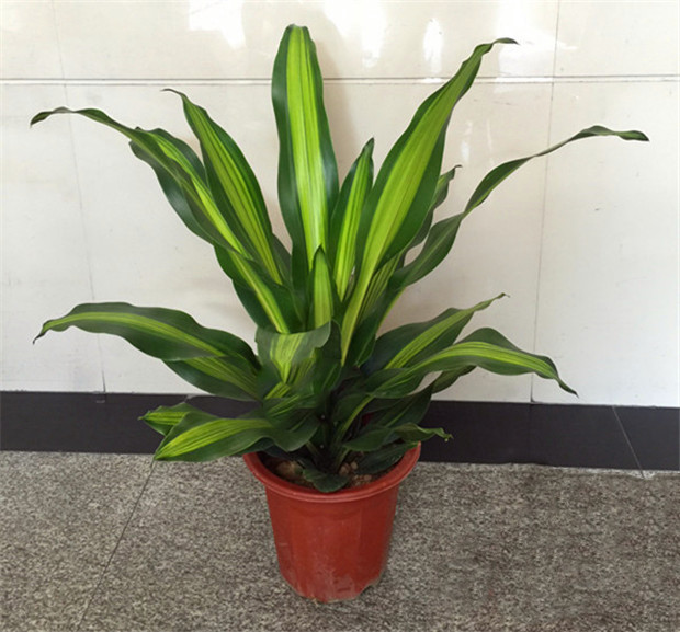 中型绿植盆栽-送朋友开张开业乔迁家居办公室(盆子随机)