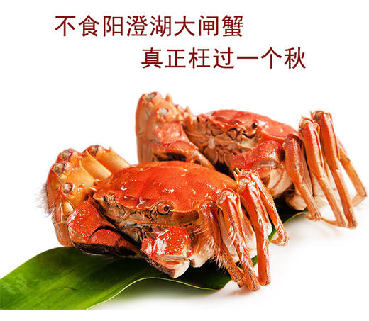 包邮】优选|中秋 正宗阳澄湖大闸蟹 尝鲜级4对装(公蟹 母蟹,各4只)