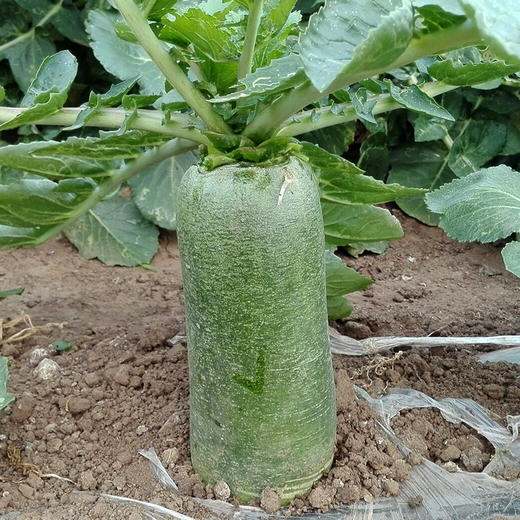 彩虹雨 新鲜青菜  有机蔬菜青萝卜500g 欧盟认证北京农场京津冀满百包邮 商品图3