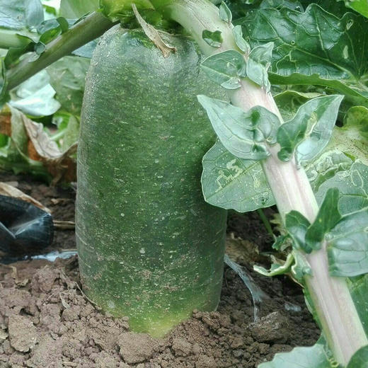 彩虹雨 新鲜青菜  有机蔬菜青萝卜500g 欧盟认证北京农场京津冀满百包邮 商品图4