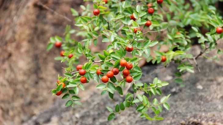 枣花蜜等蜂来酸枣花蜂蜜采自维c含量高的野生酸枣林秋冬滋补的选择