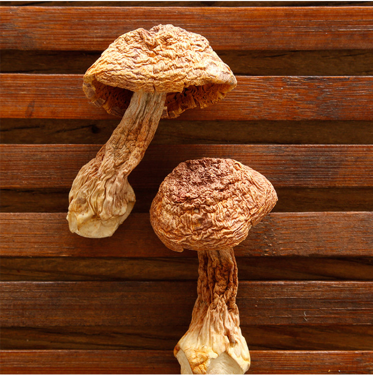 云南特级姬松茸 云南干货特产 野生松茸菌菇 巴西蘑菇