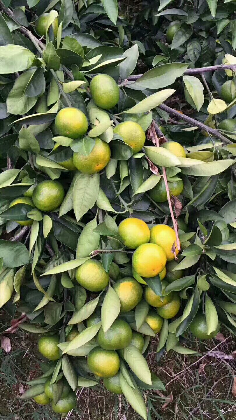 蜜橘