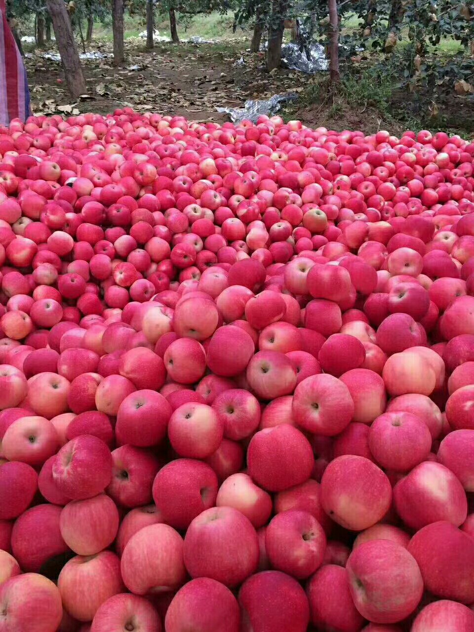【陕西旬邑红富士苹果】新鲜至极的苹果,甘甜脆爽,原产地直销.