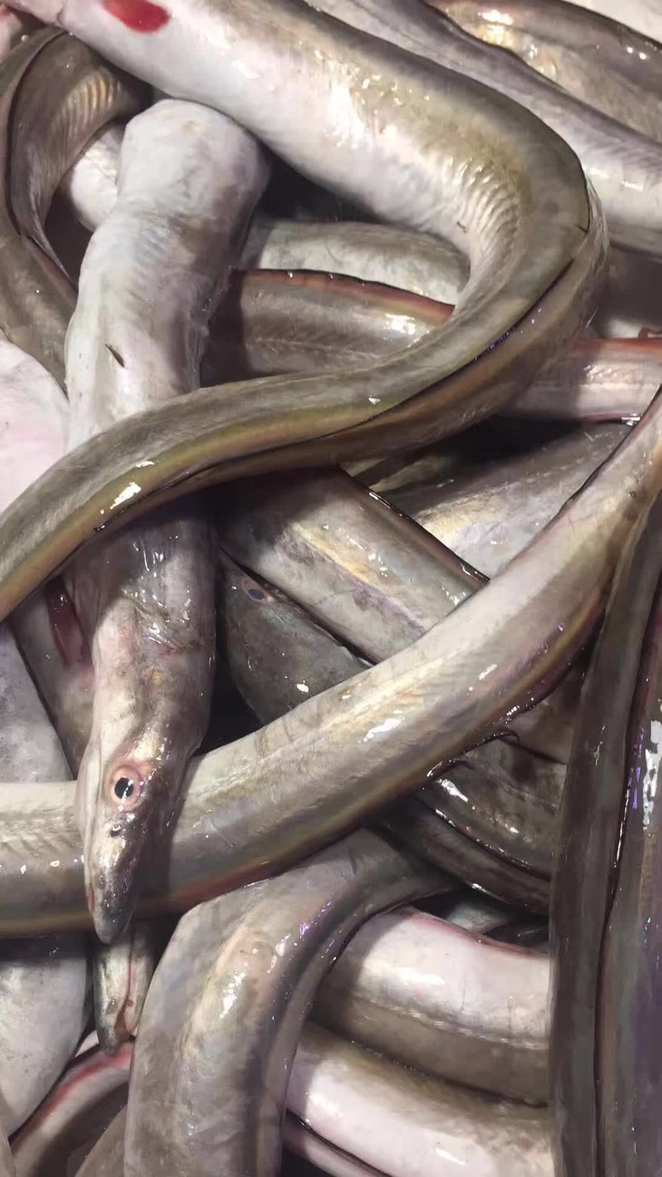 宁波东海野生本地鳗鱼500g