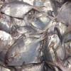 宁波东海野生鲳鱼500g 商品缩略图0