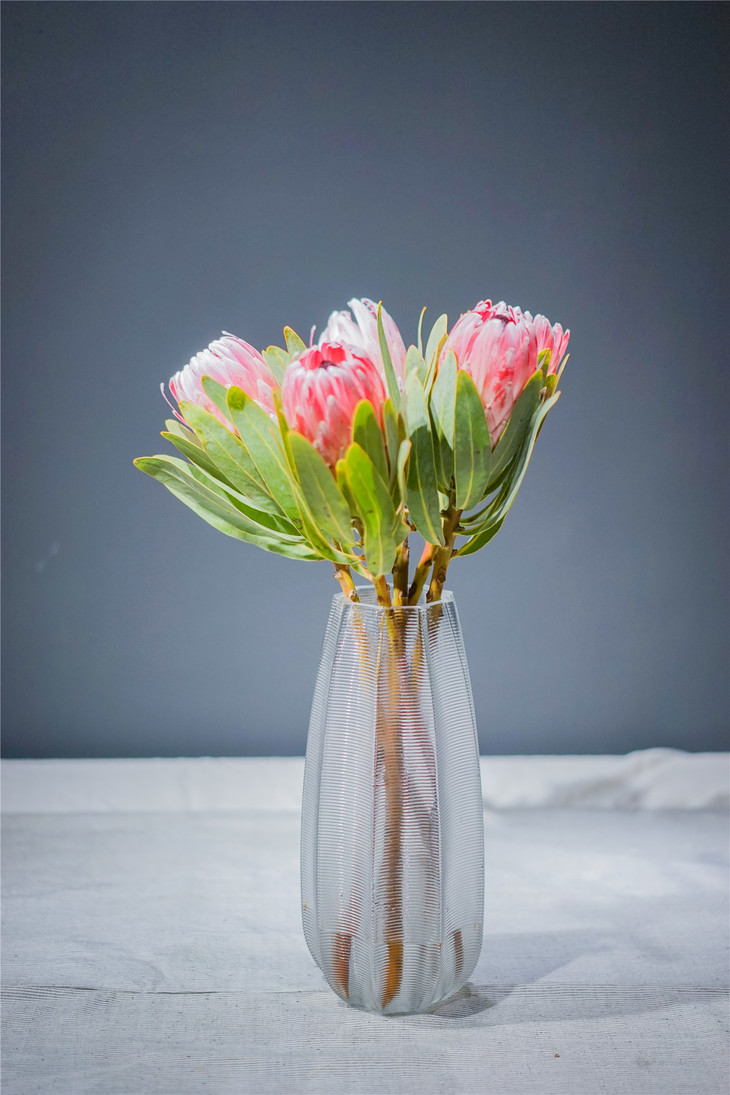 会员日专场家庭瓶养高端花卉公主花单支