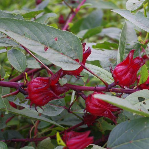 生态洛神花干 | 绿家自产*Ecological dried roselle | Self-production 商品图1