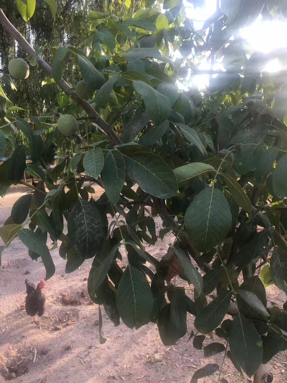 香玲干核桃3斤箱送开壳器外仓发货