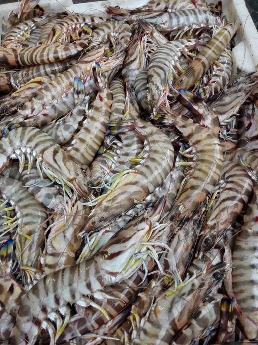 舟山海鲜竹节虾野生捕捞新鲜美味当天上岸当天宅配之美本周六发货送达